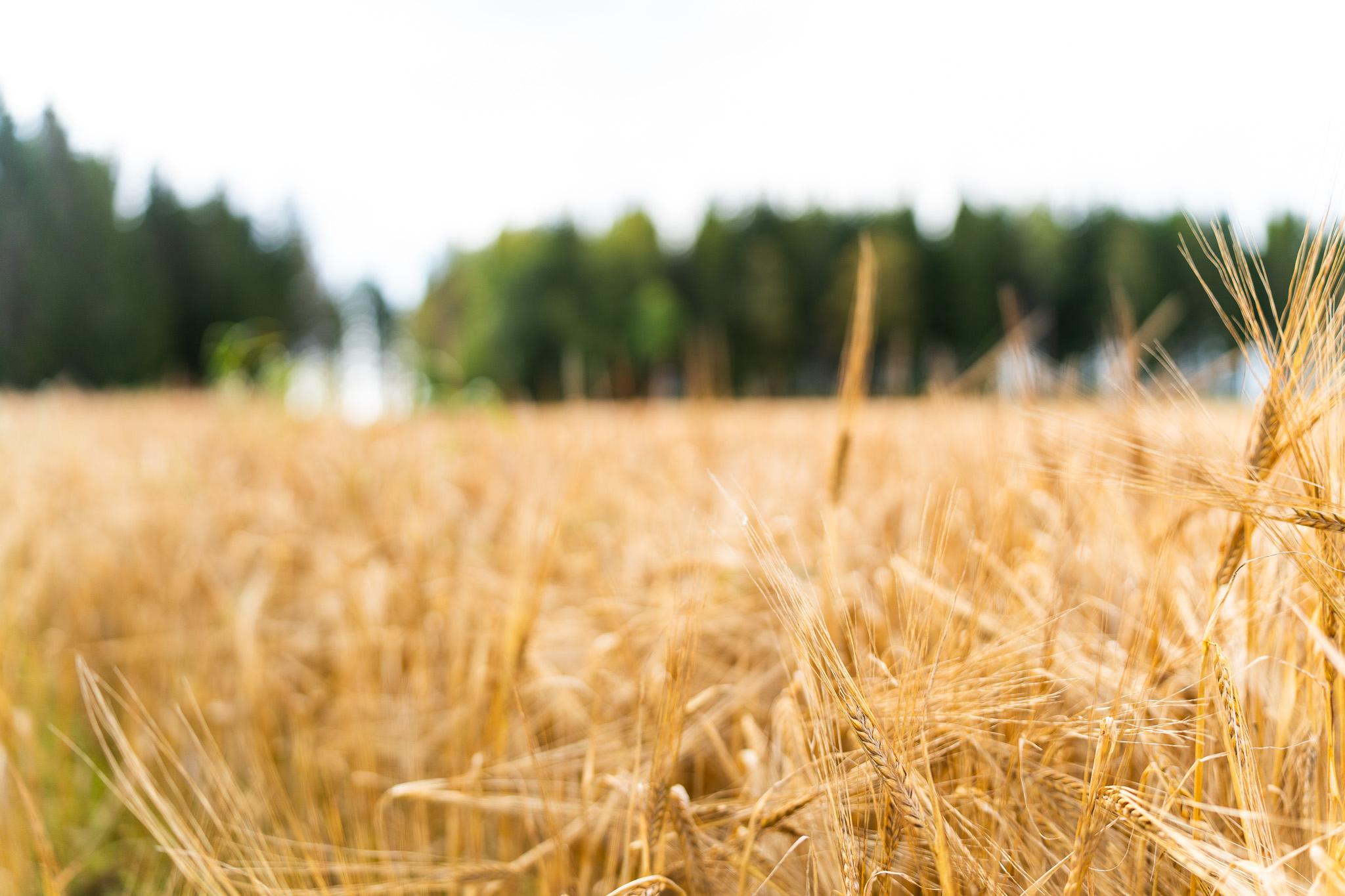 field