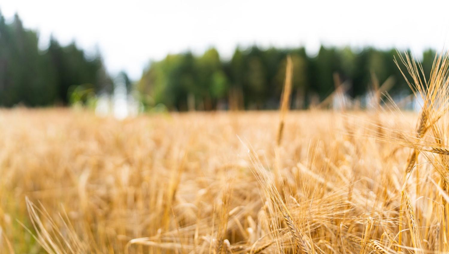 field