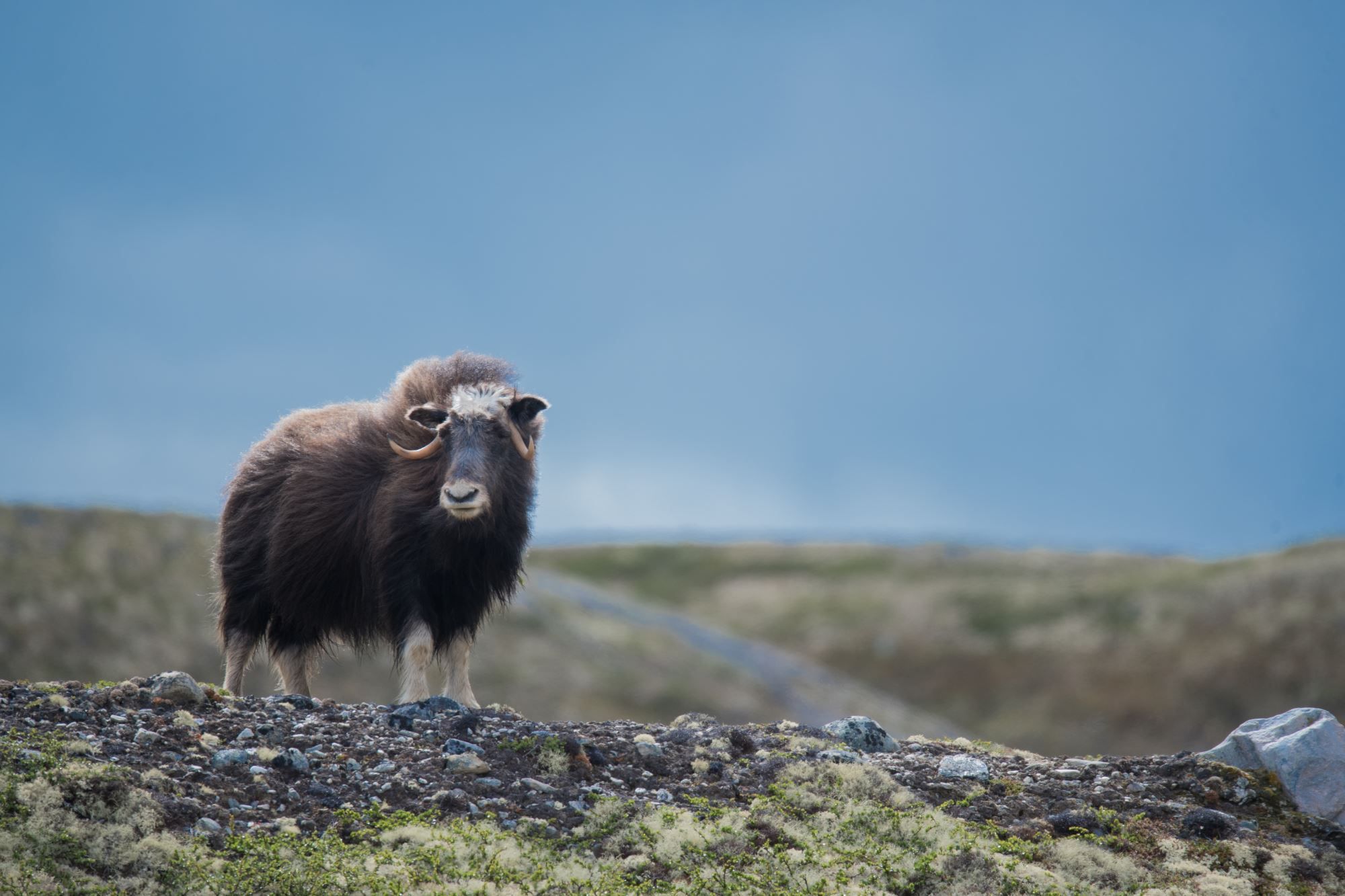 Musk Ox Safari