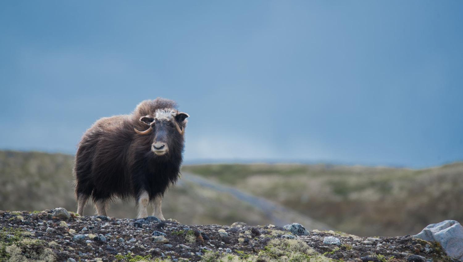Musk Ox Safari