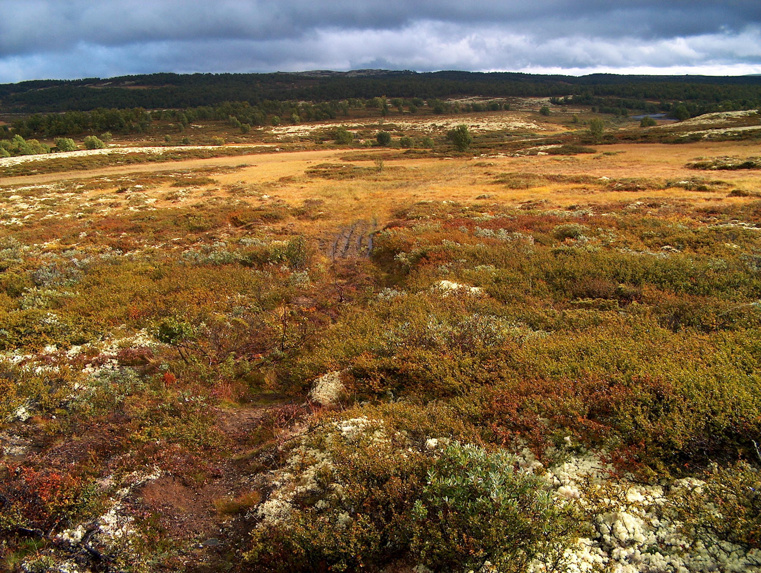 Knutshø landskap 2