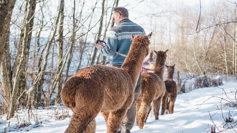 Alpacas on a walk in the snow