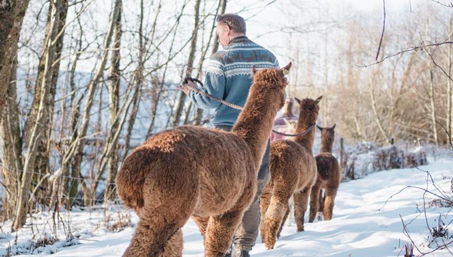 Alpacas on a walk in the snow