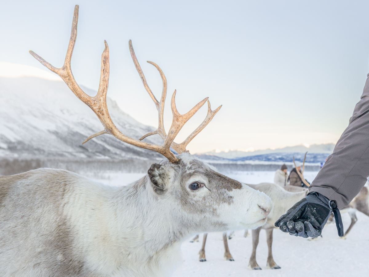 Guest feeding a reindeer in the snowy landscape during a reindeer experience at Tromsø Lapland.