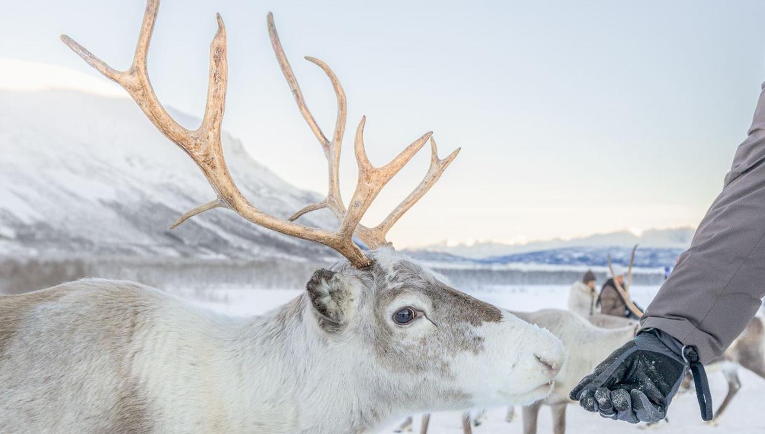 Guest feeding a reindeer in the snowy landscape during a reindeer experience at Tromsø Lapland.
