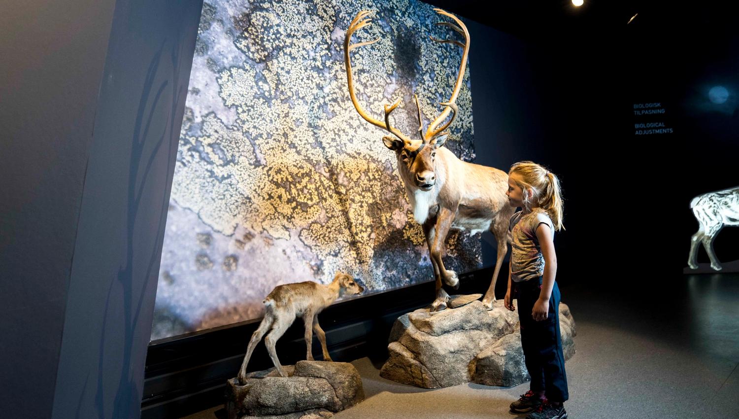 reinsdyrutstilling på Hardangervidda Nasjonalparksenter