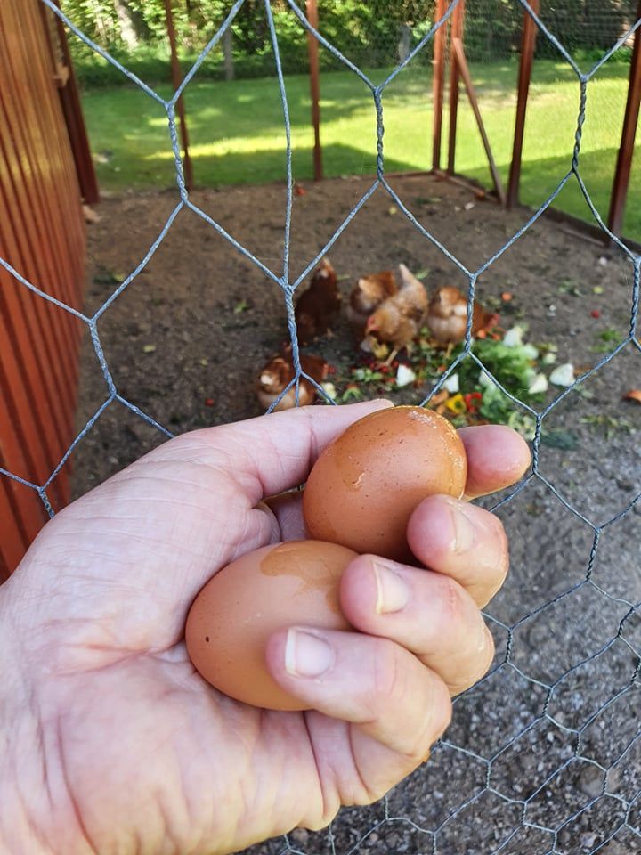 Eggesanking på Hvaler Gjestgiveri