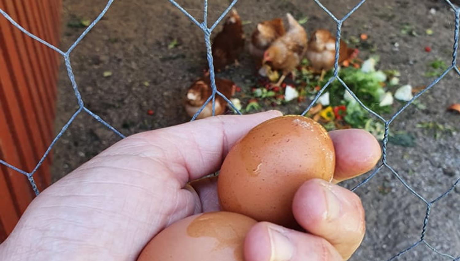 Eggesanking på Hvaler Gjestgiveri
