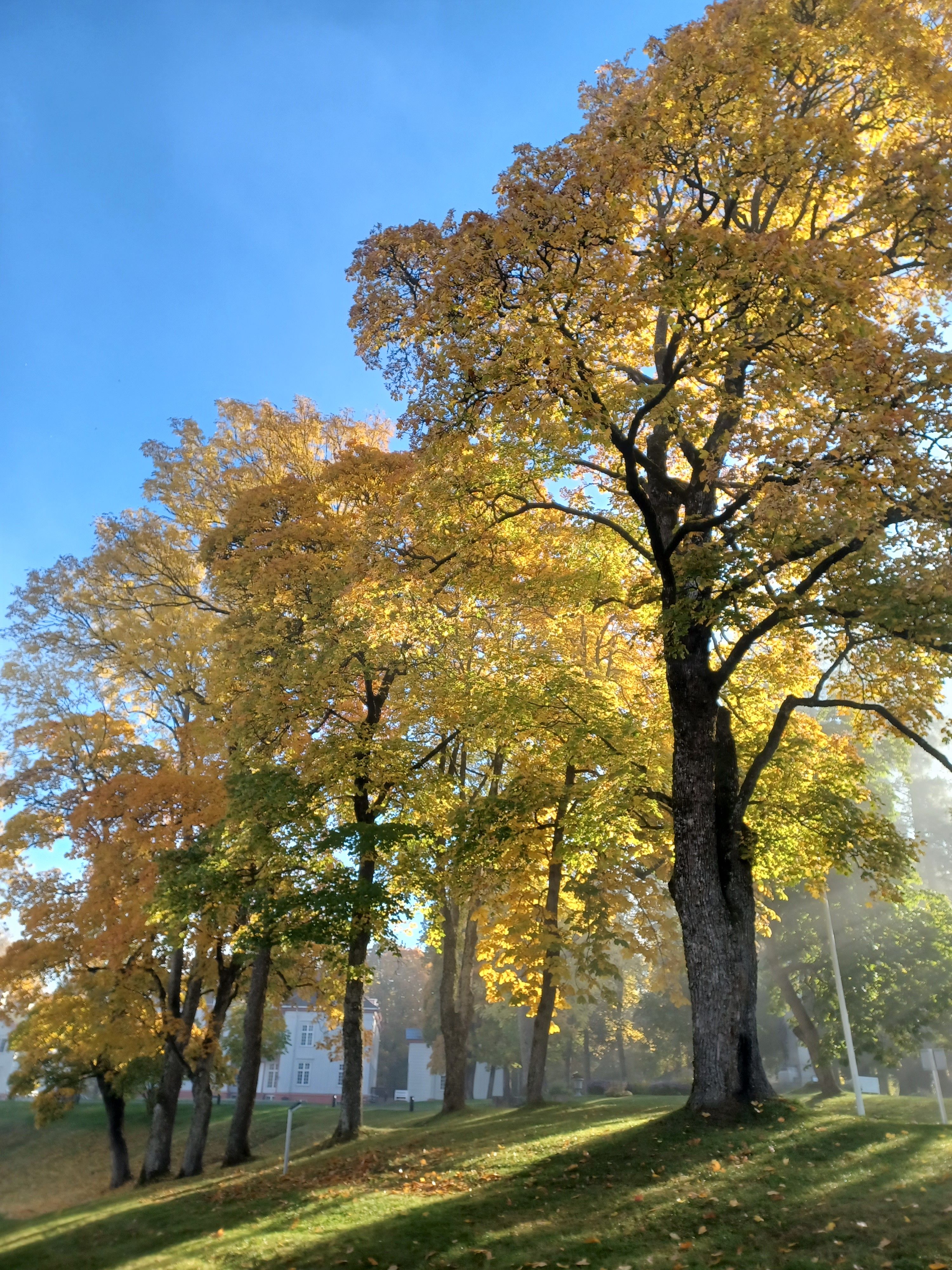 autum colours with Eidsvoll 1814 in the background