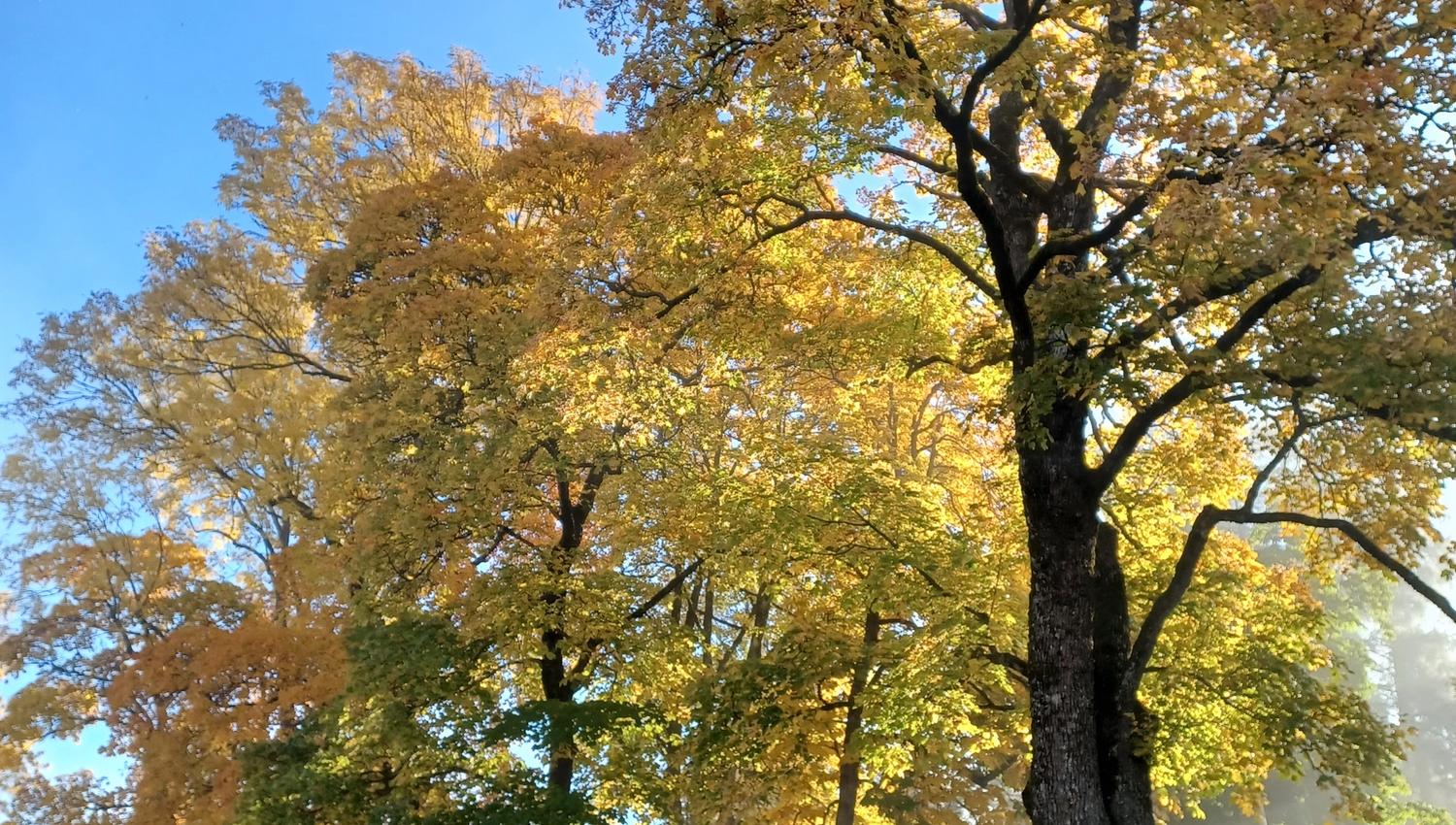 autum colours with Eidsvoll 1814 in the background