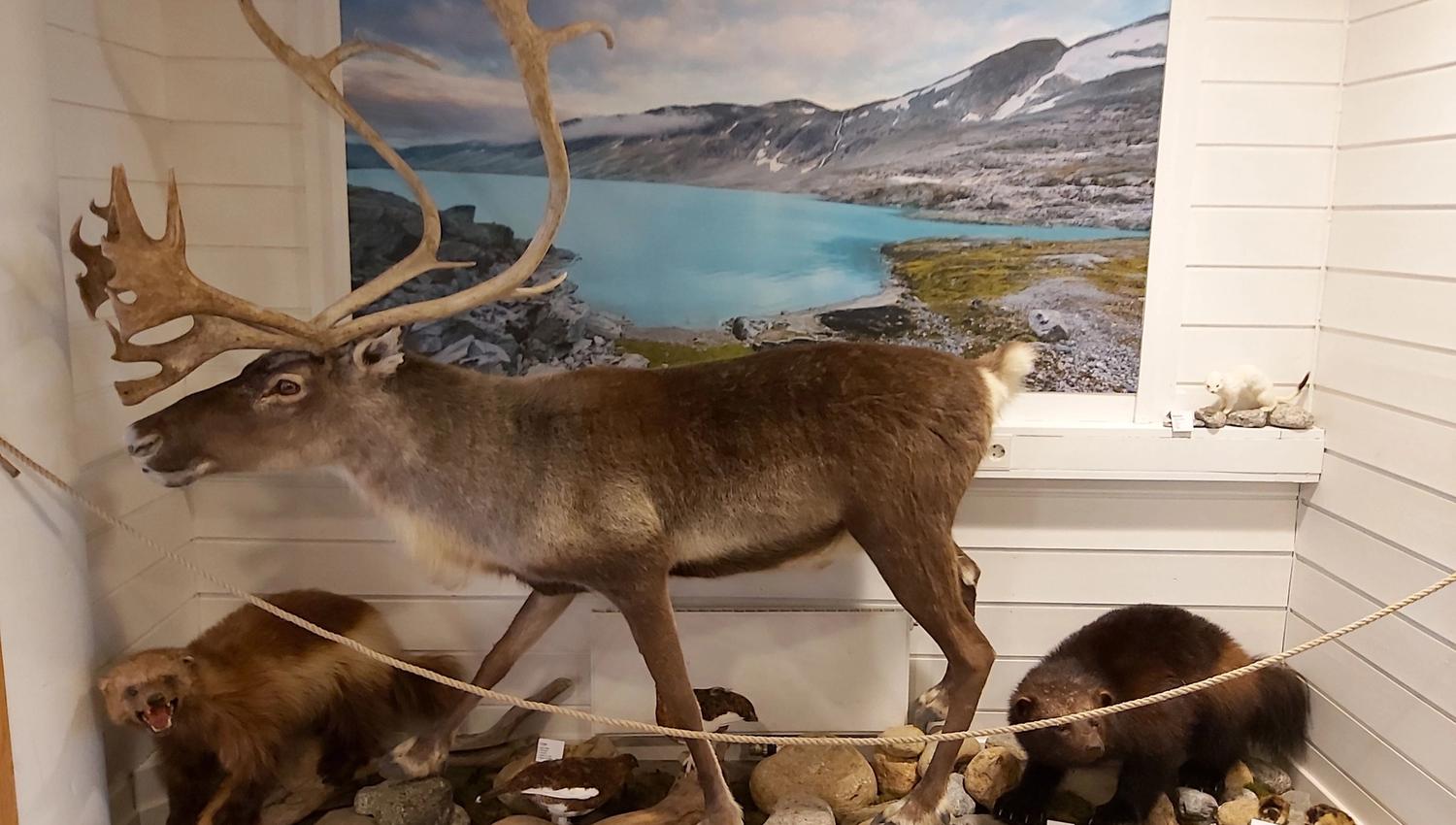 Utstoppa reinsdyr med store gevir på steinar i ein utstillingsmontre, med fjell- og innsjøbilete i bakgrunnen..