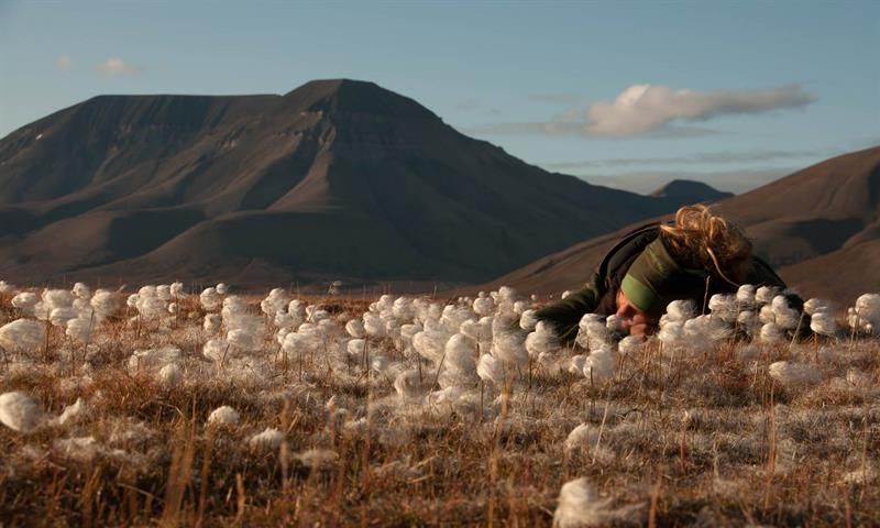 A person sitting in the white cottongrass on the tundra. 
Mountains is seen in the background
