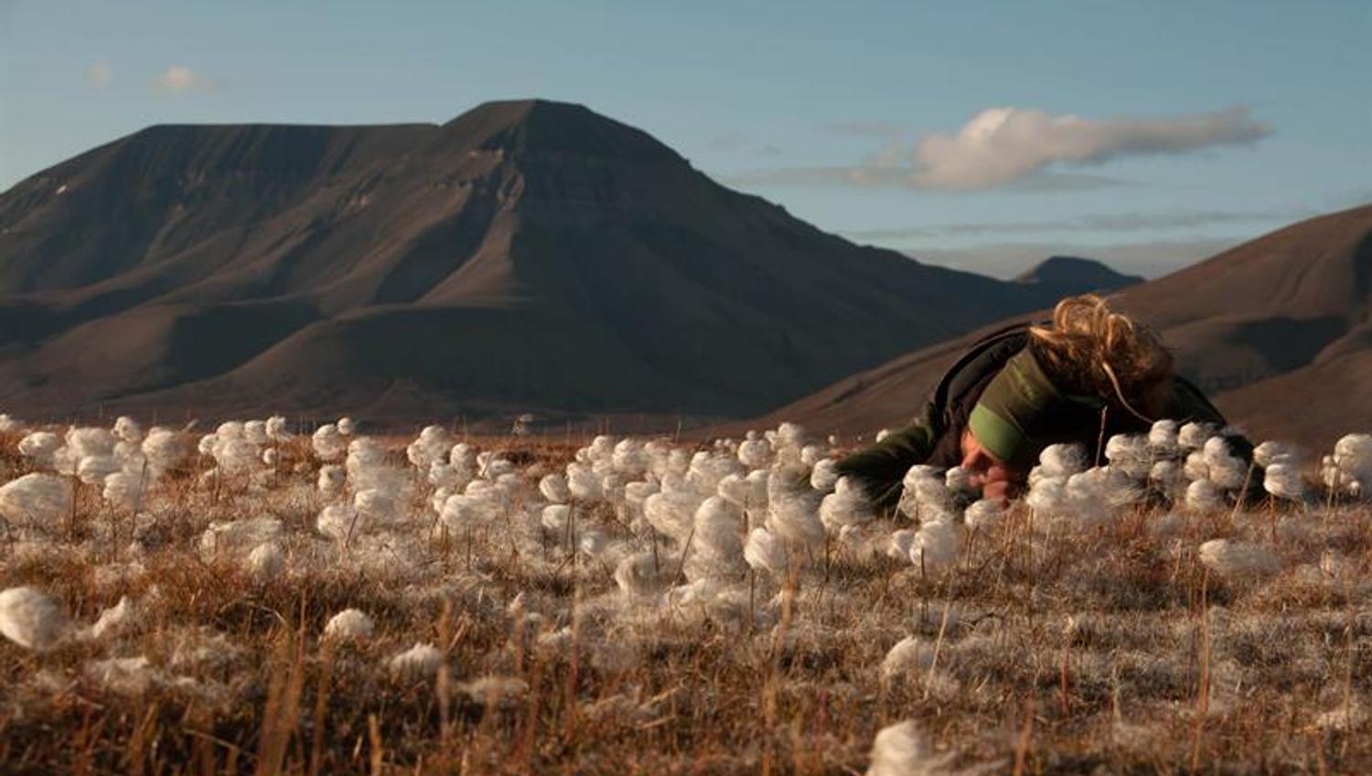 A person sitting in the white cottongrass on the tundra.
Mountains is seen in the background