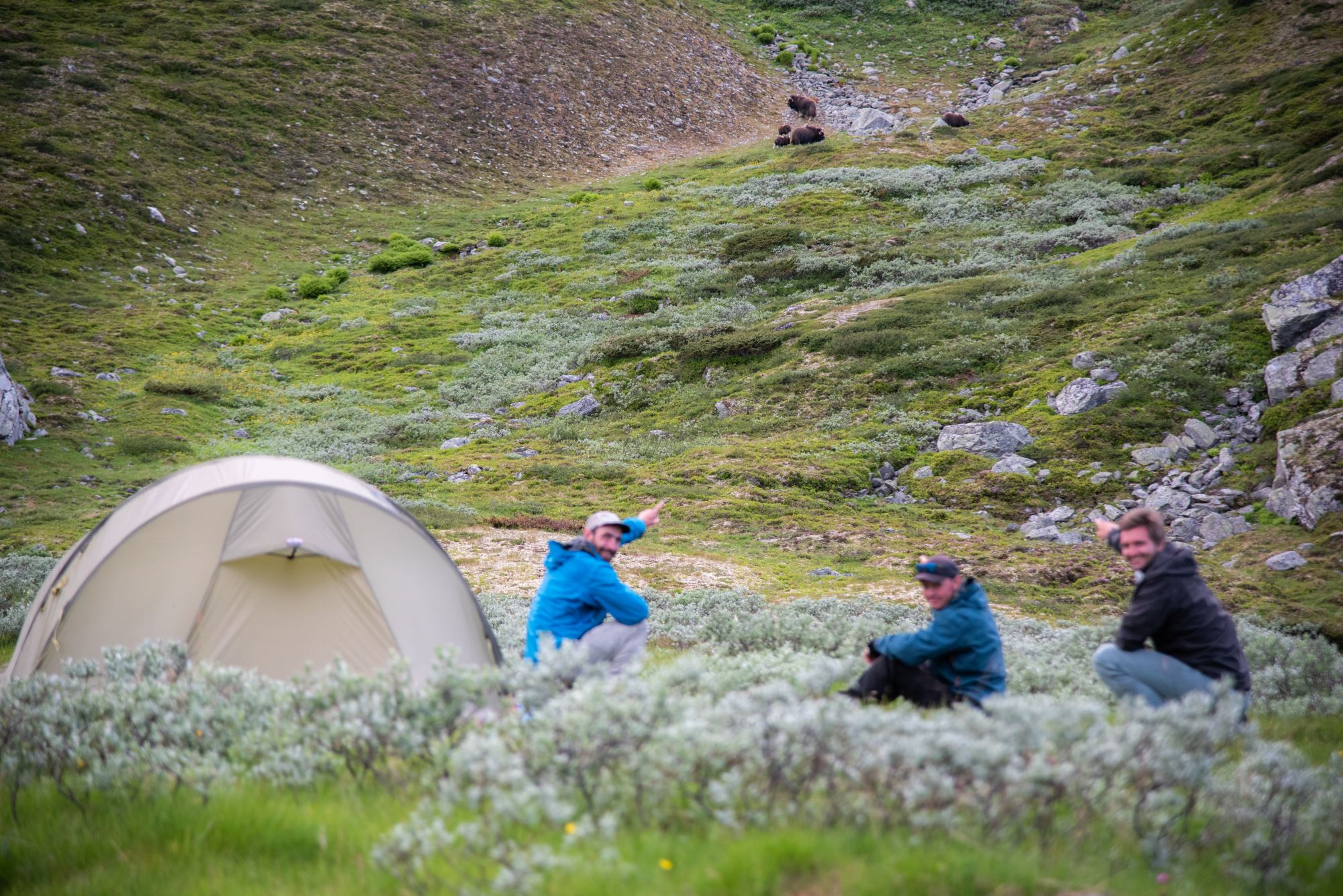 Musk Ox Safari Personal Tour, 2 days