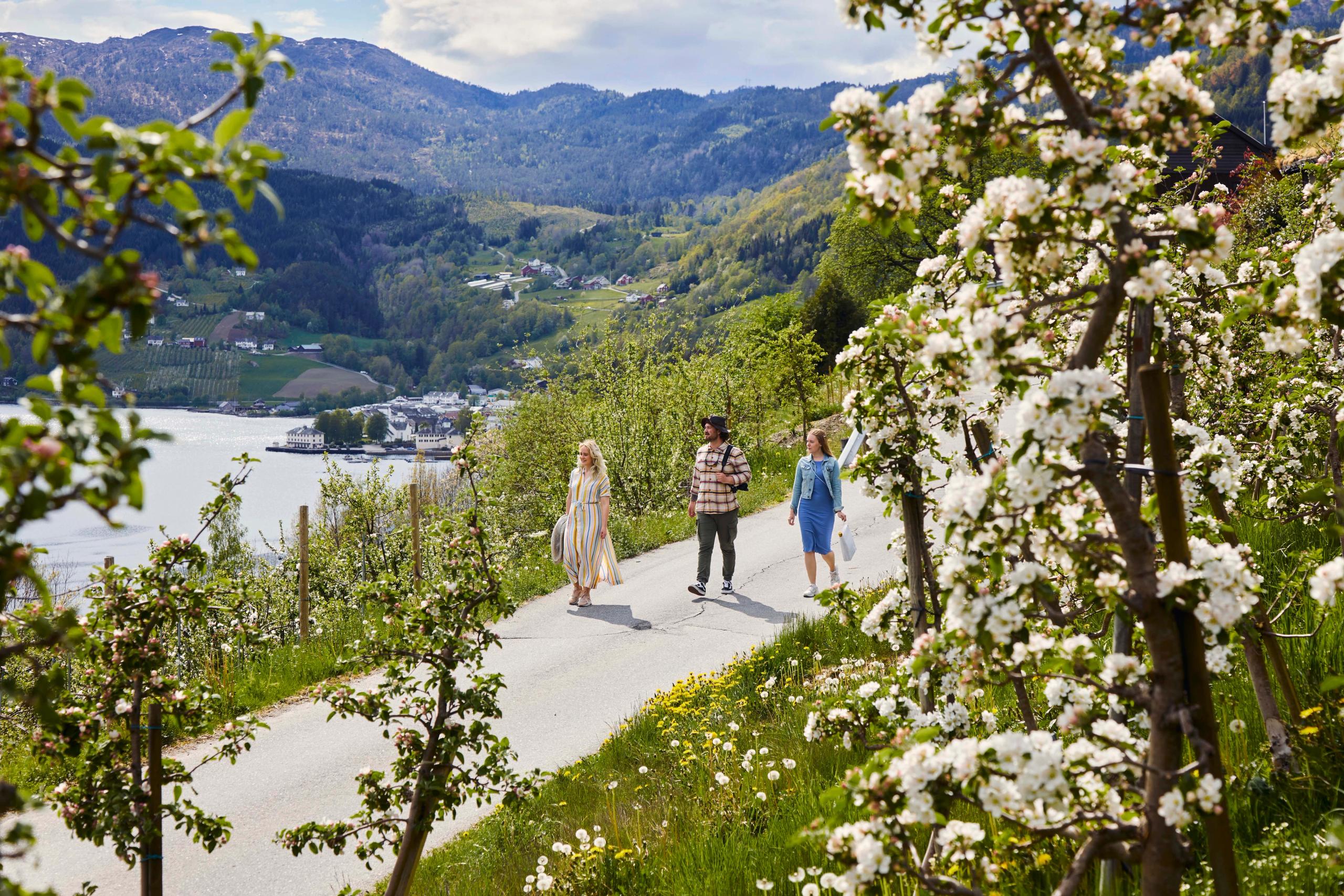 Tre personar går gjennom blomstrande frukthagar langs Frukt- og siderruta i Ulvik med utsikt over fjorden.