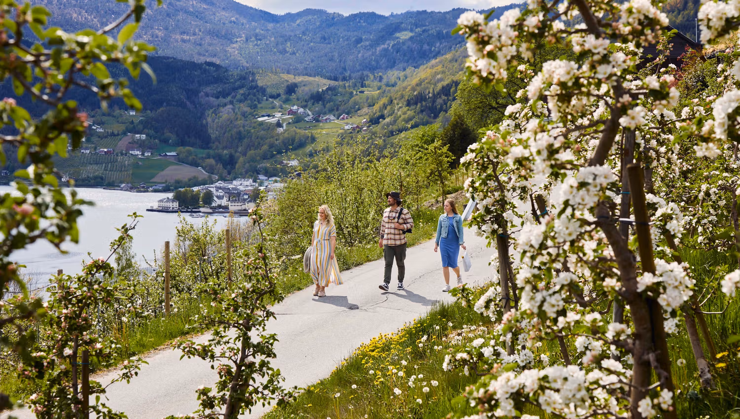 Drei Personen wandern durch blühende Obstgärten entlang der Ciderroute in Ulvik mit Blick auf den Fjord.