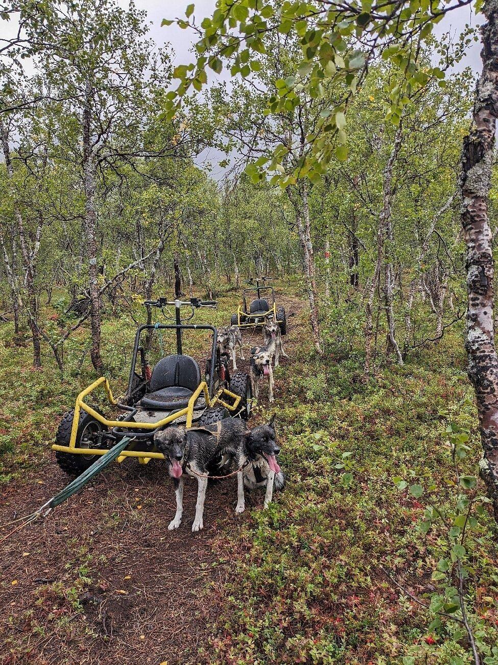Hundekjøring på hjul