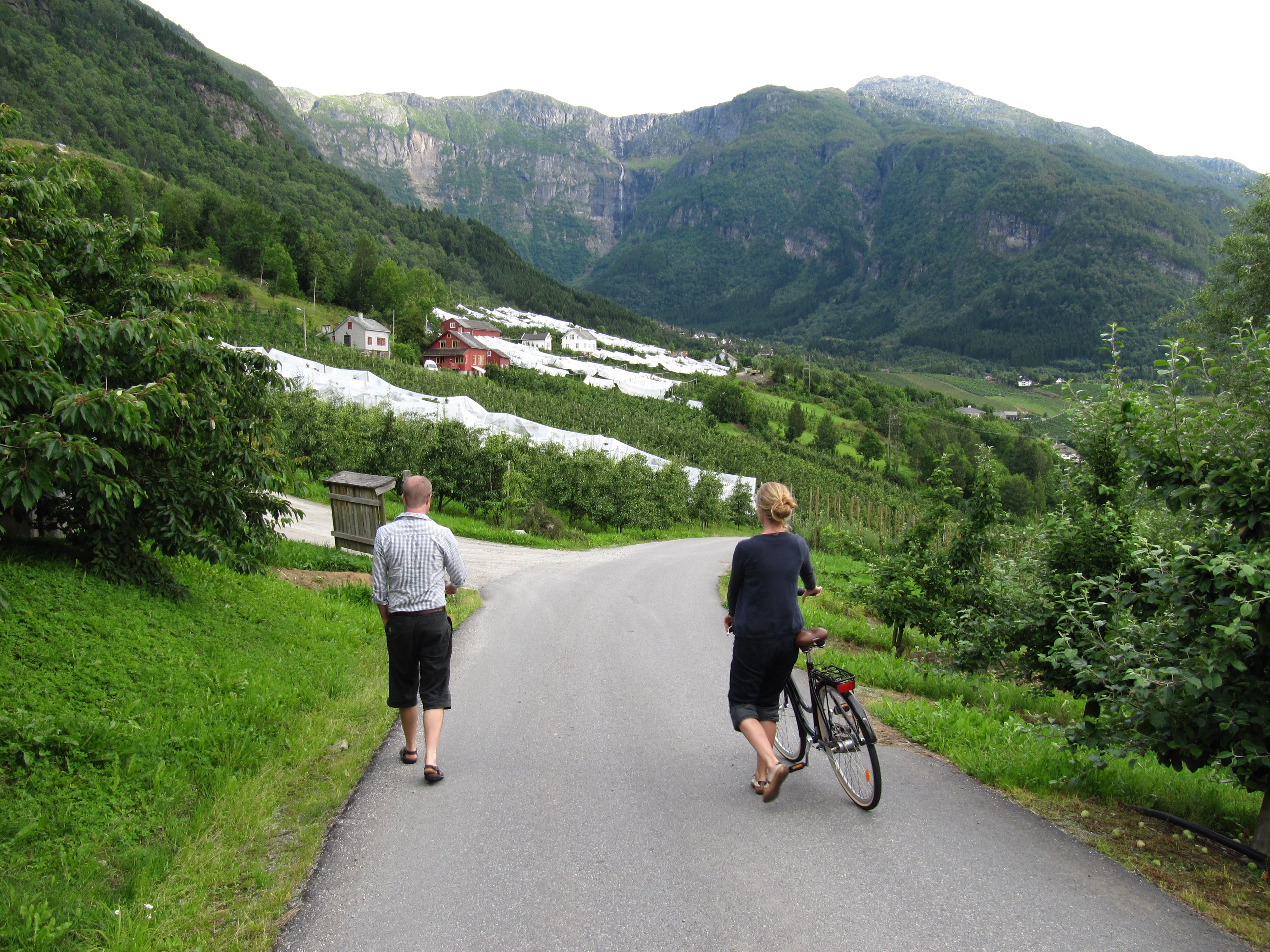 Tourists walking and cycling between fruit orchards in Hardanger.


