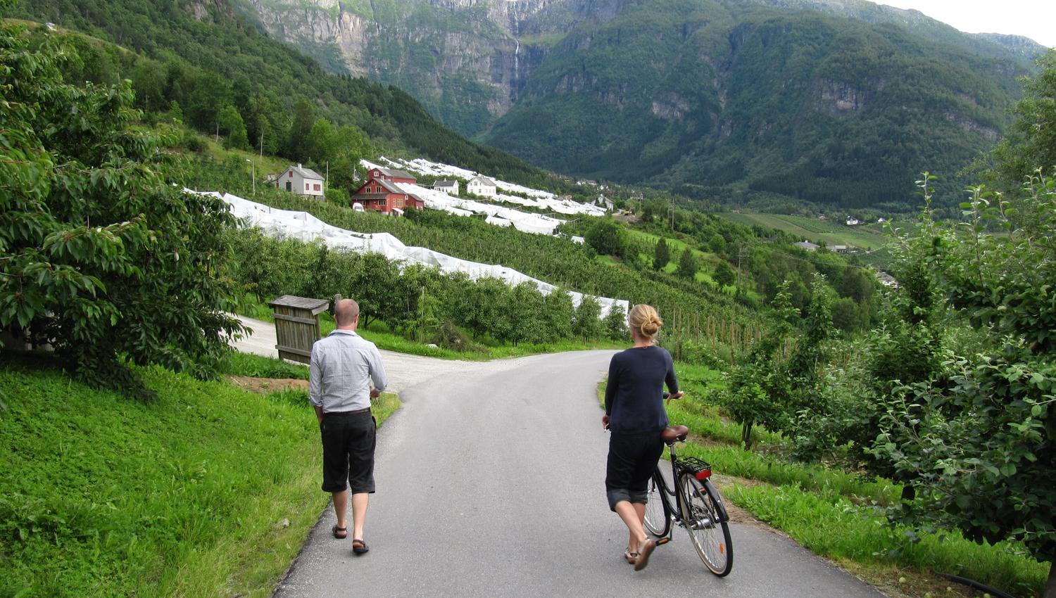 Tourists walking and cycling between fruit orchards in Hardanger.