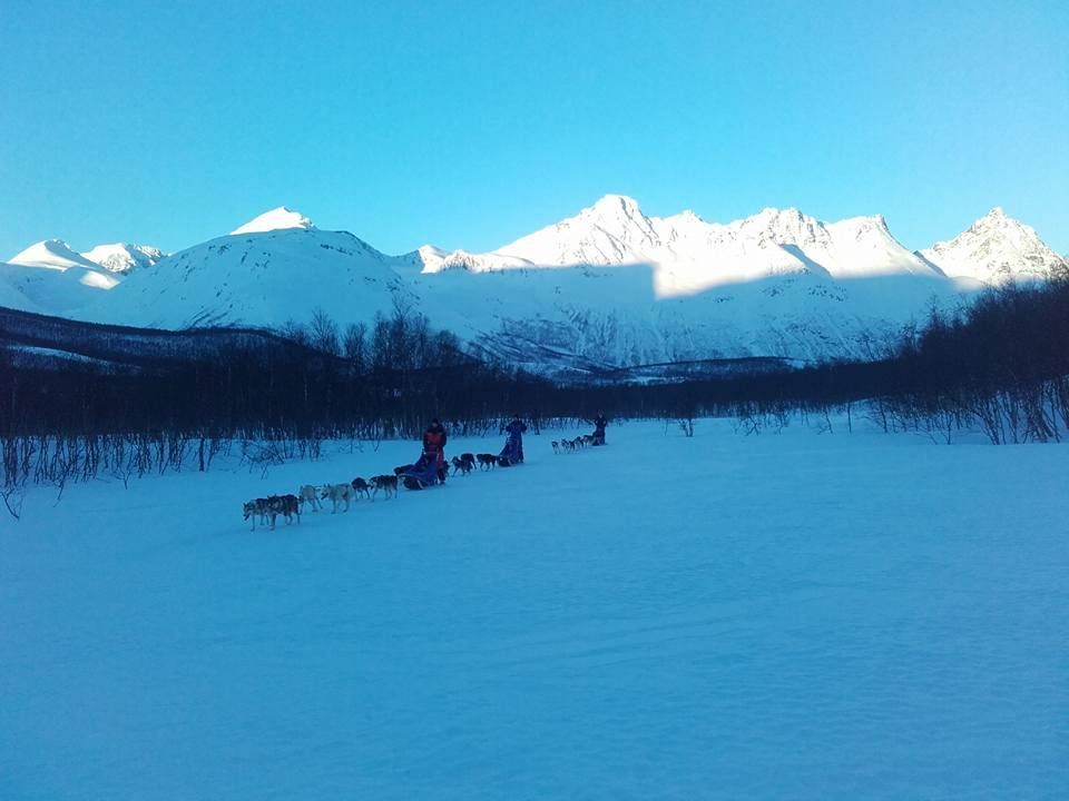 Dog-sledding through the mountains