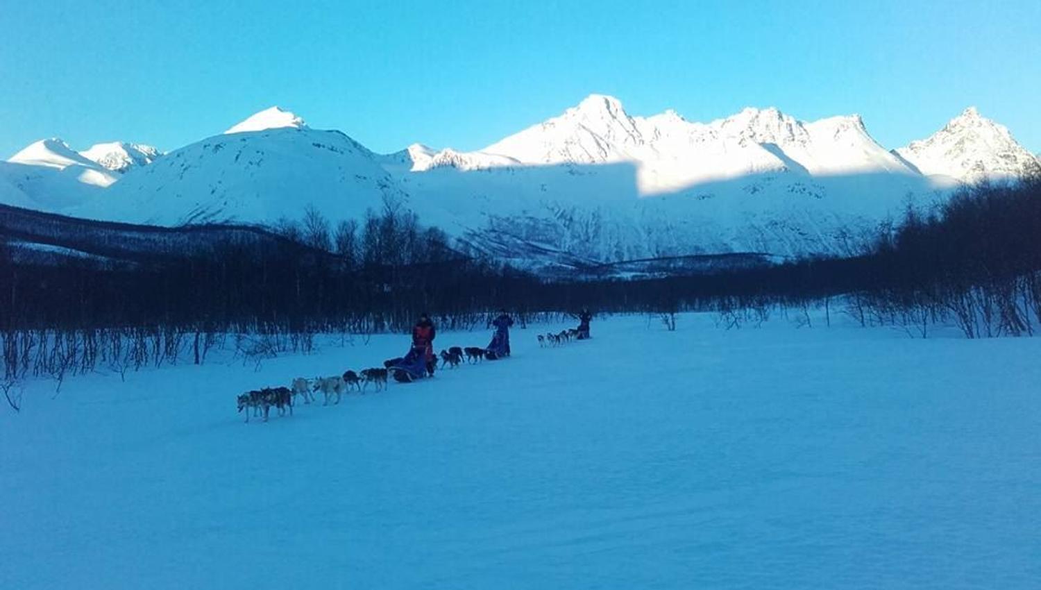 Dog-sledding through the mountains