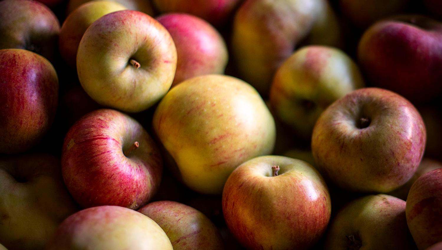 Close-up of juicy Hardanger apples grown at Helleland Gard.
