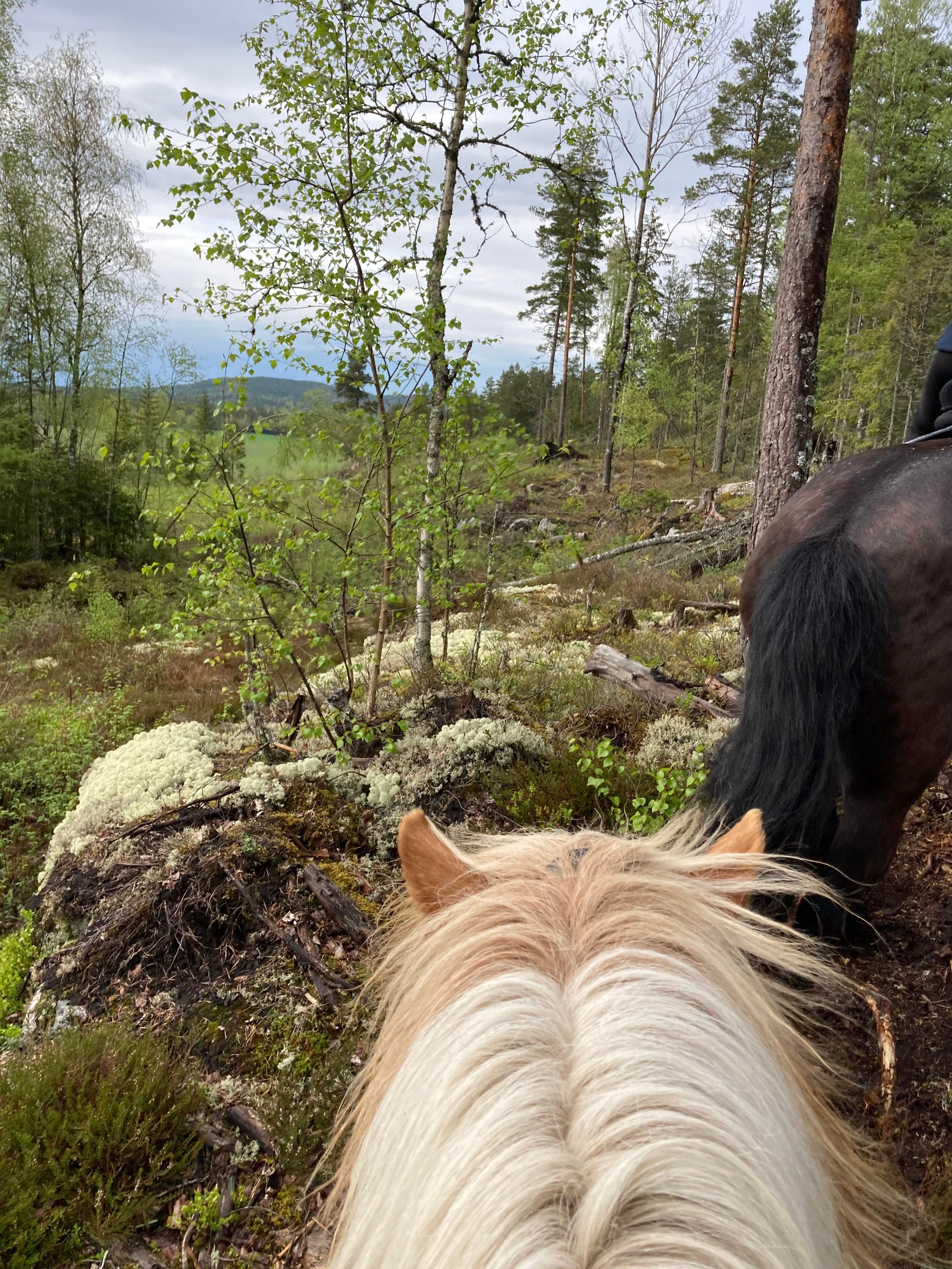 hest i skogen