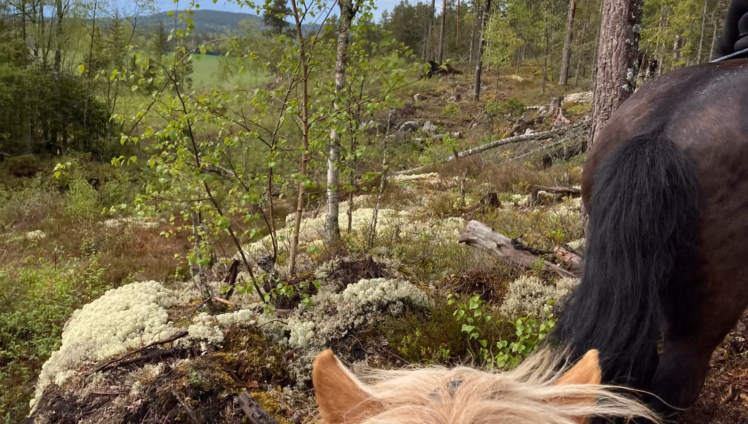hest i skogen