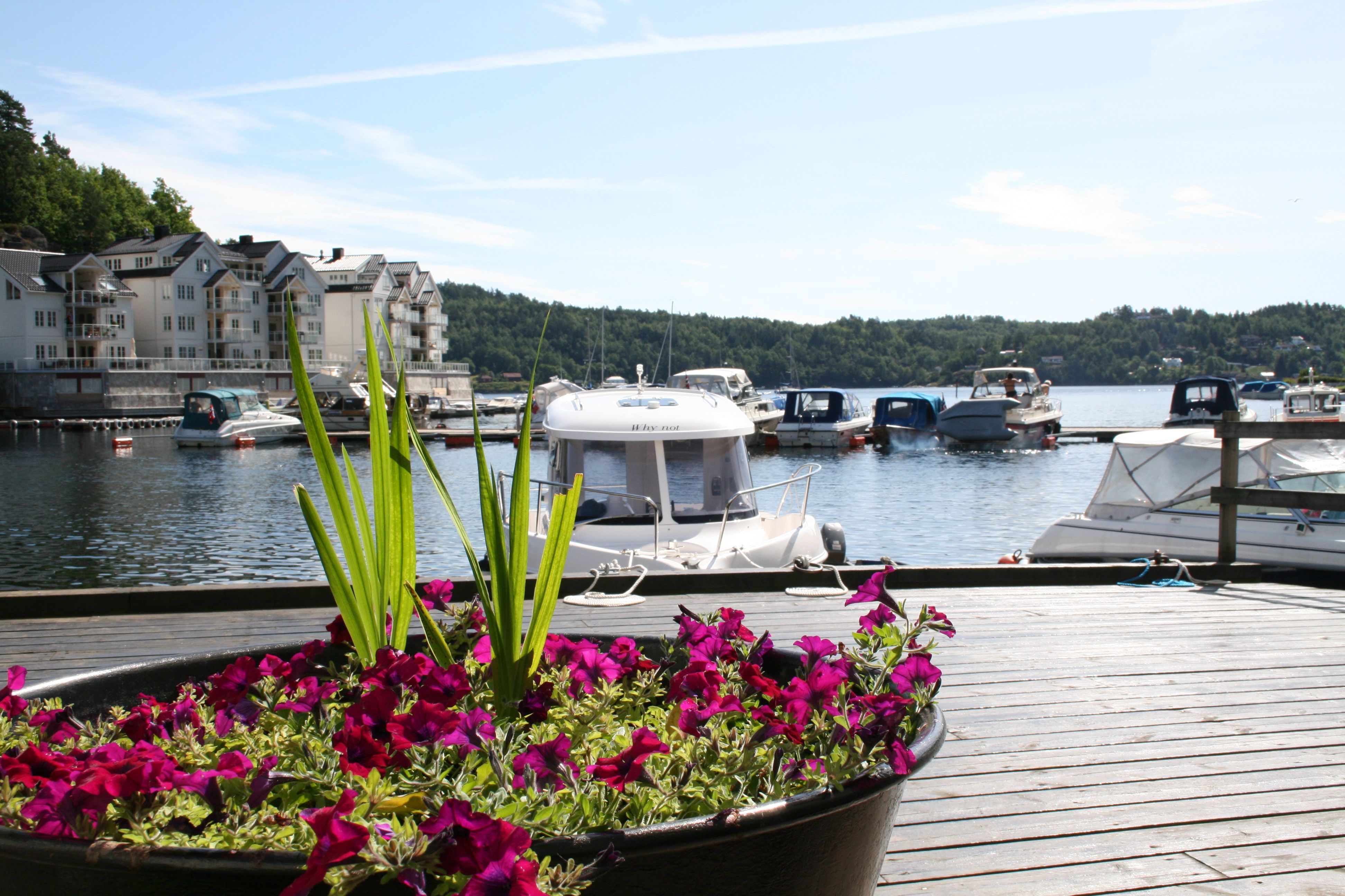 Tvedestrand gjestehavn med blomster