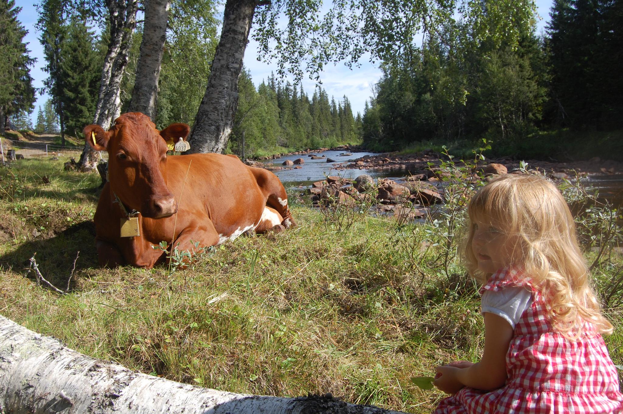 Summer Mountain Farm experiences at Holsingseterne
