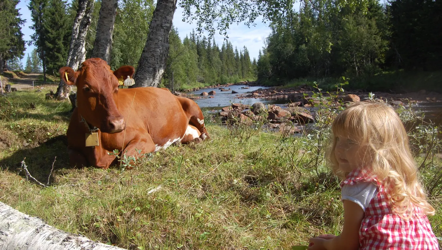 Summer Mountain Farm experiences at Holsingseterne