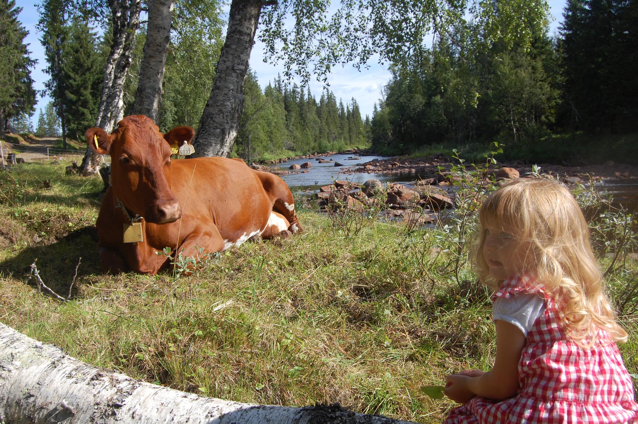Summer Mountain Farm experiences at Holsingseterne