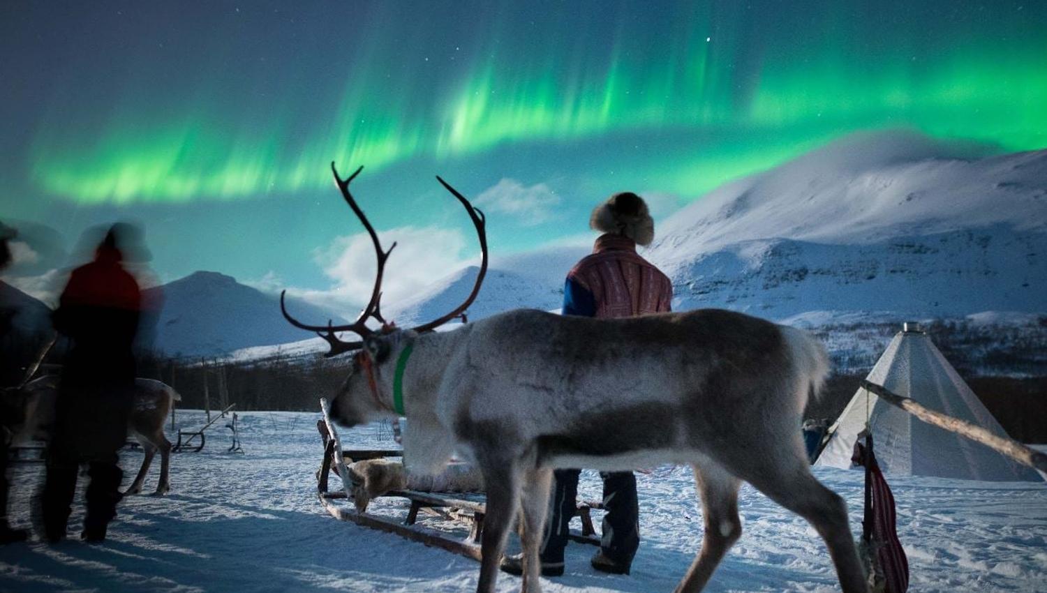Reindeer and people watching the Northern Lights