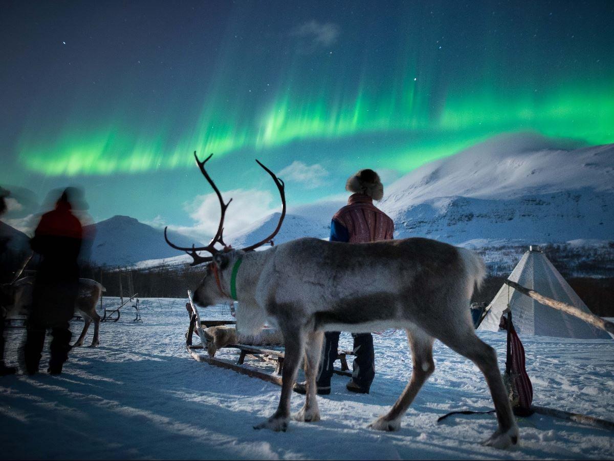 Reindeer and people watching the Northern Lights