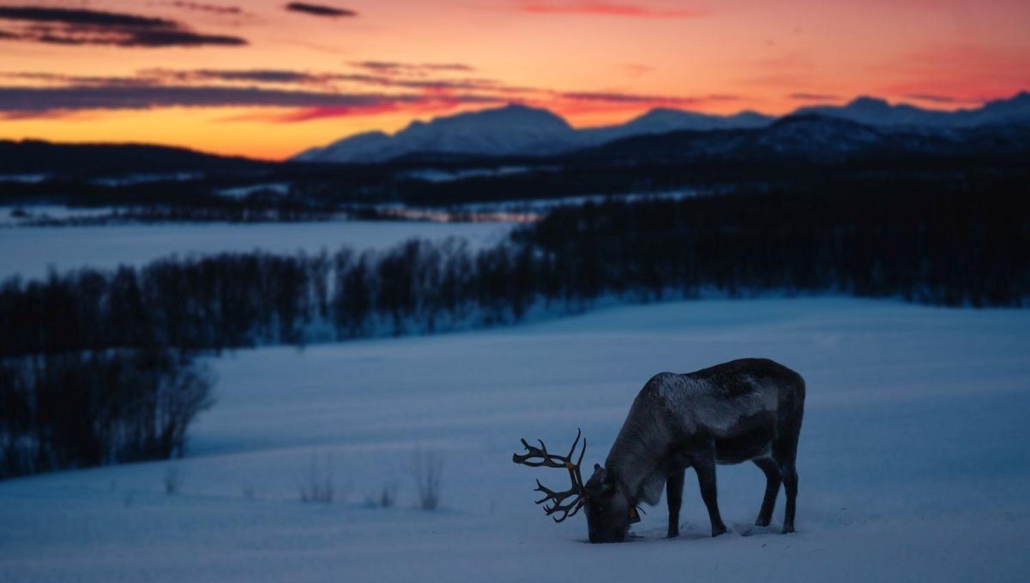 A reindeer eats with the snowy mountains in the background