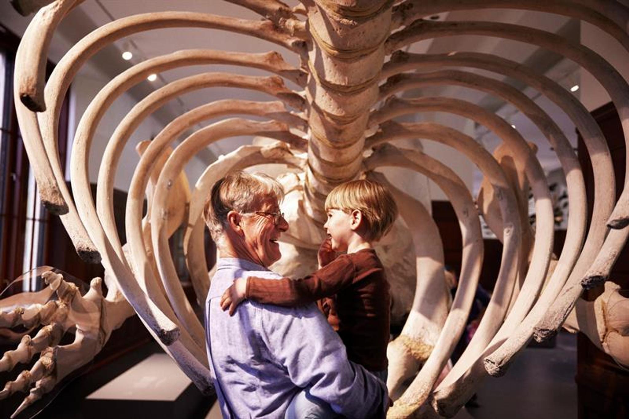 An adult holds a child while they look at a large skeleton in a museum, surrounded by rib bones.