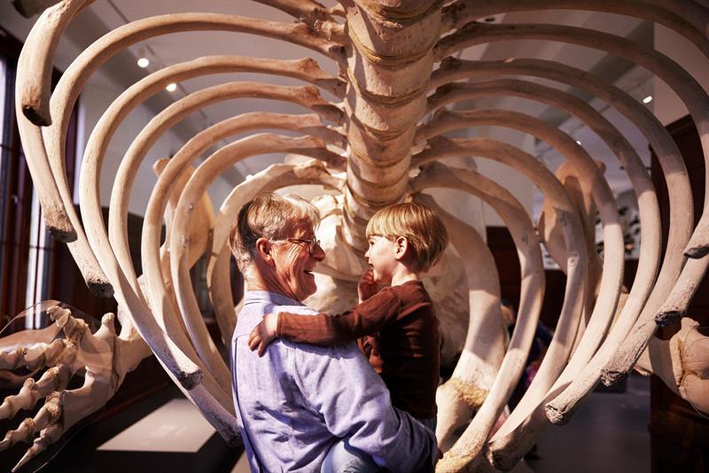 An adult holds a child while they look at a large skeleton in a museum, surrounded by rib bones.
