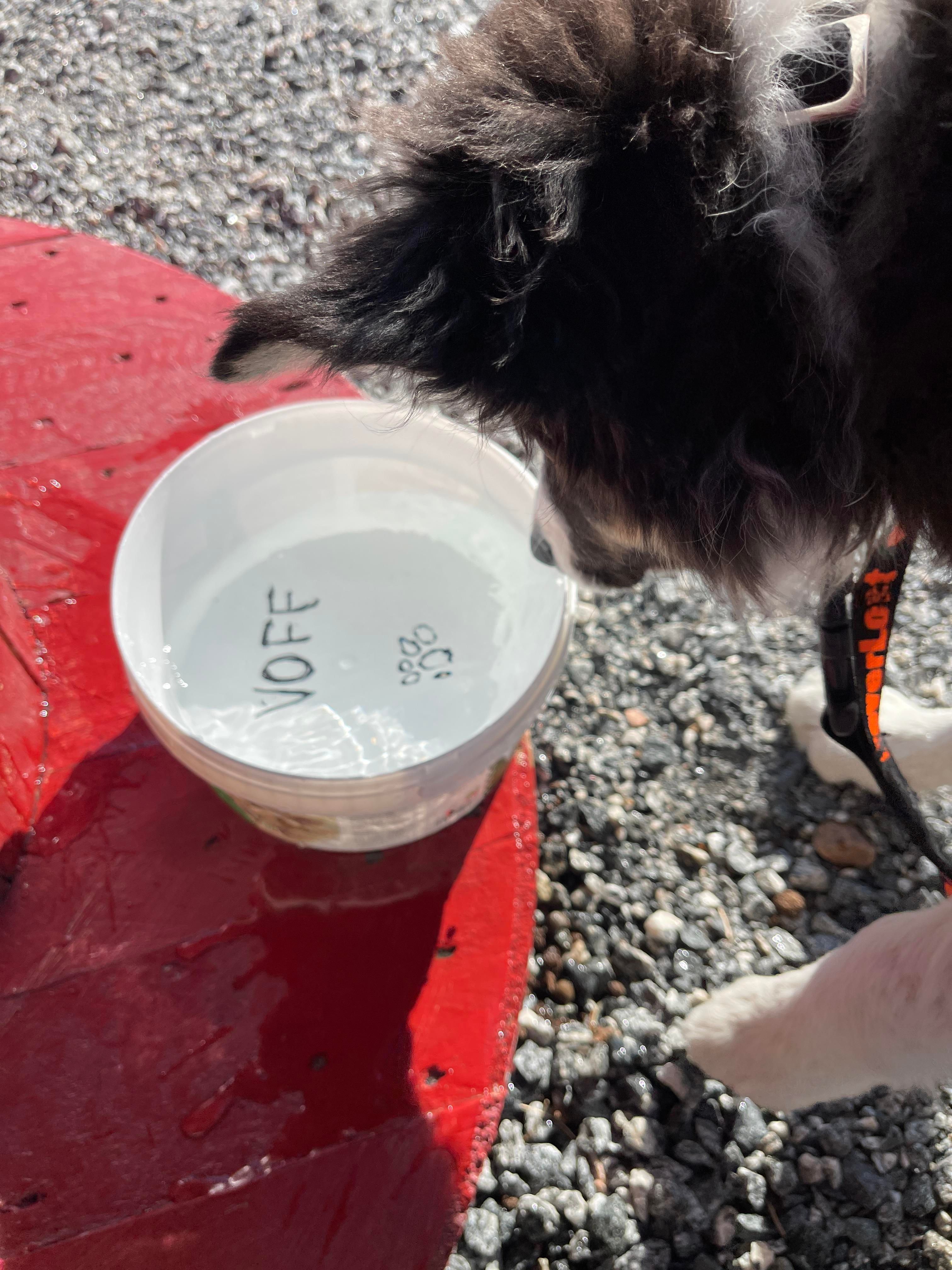Hunder velkommen på Hasvåg Sjøcamping