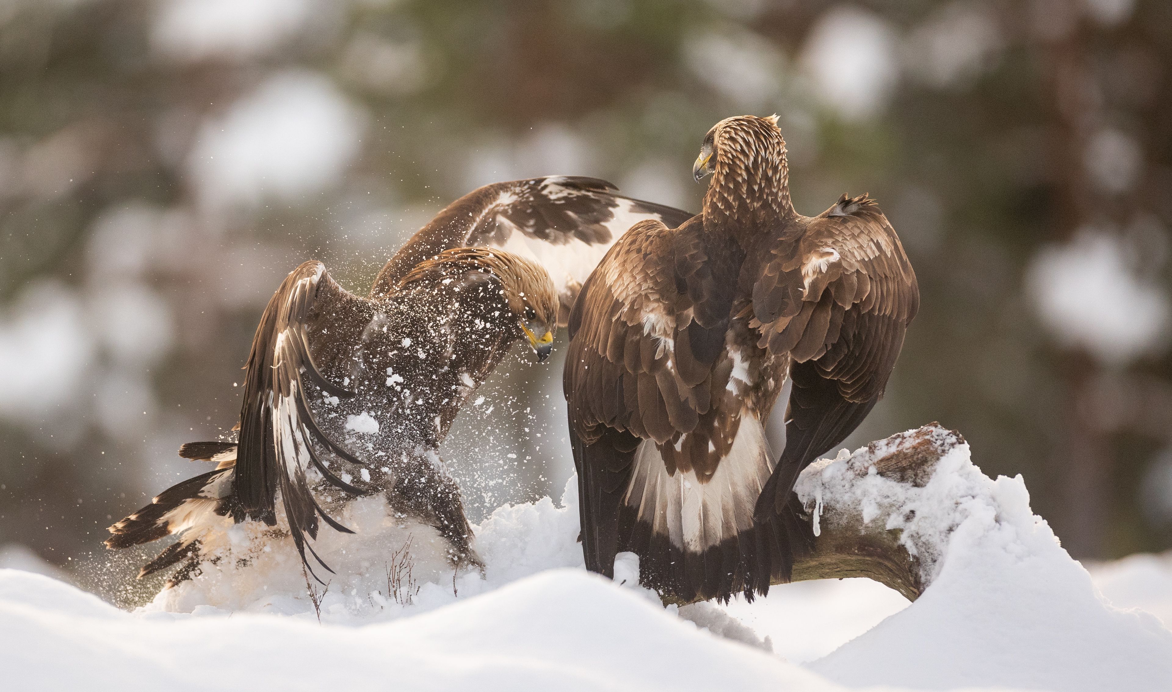 Two golden eagles, one standing on a tree trunk while the other is landing on the tree trunk. Snow on the ground.