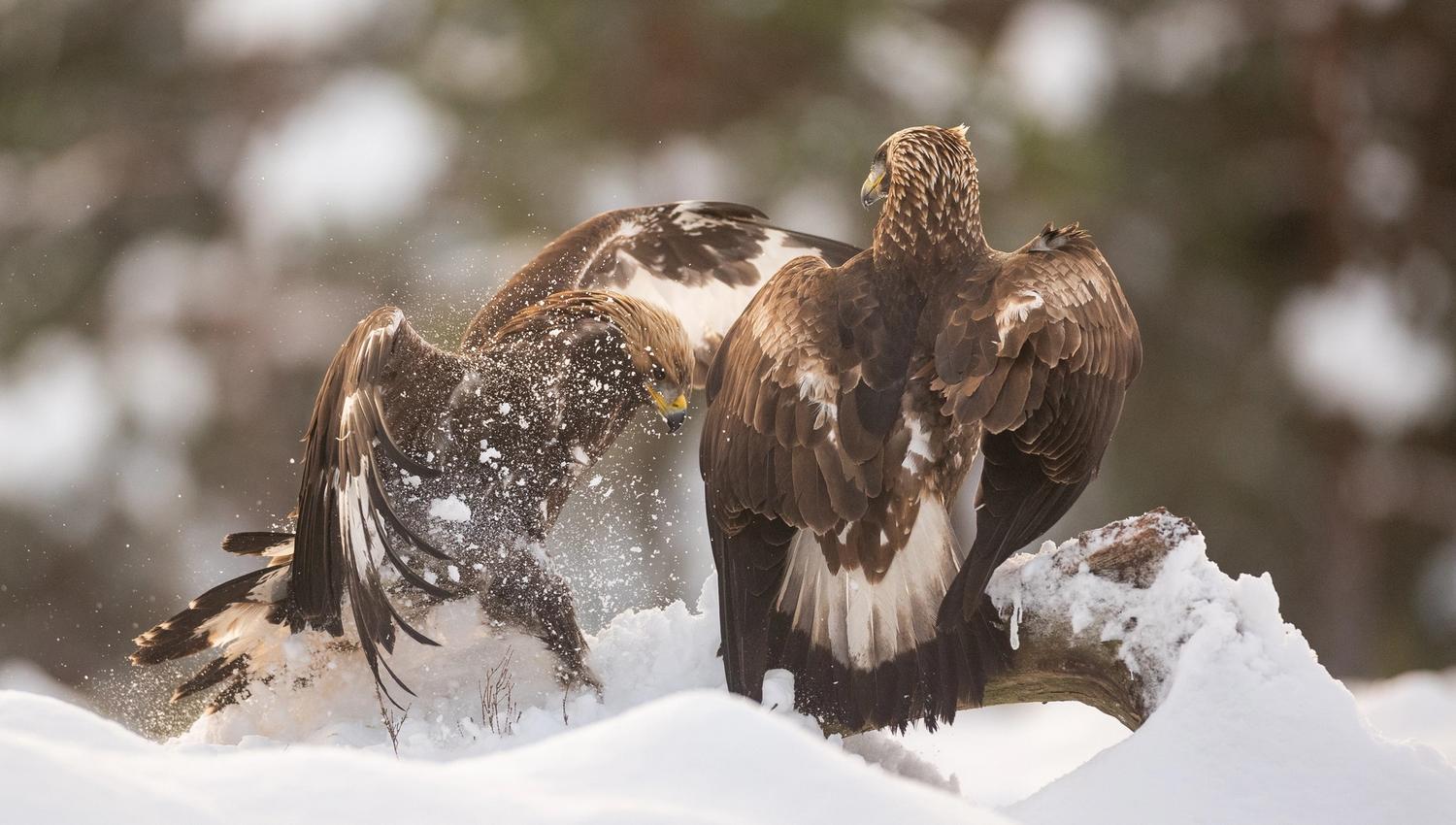 Two golden eagles, one standing on a tree trunk while the other is landing on the tree trunk. Snow on the ground.