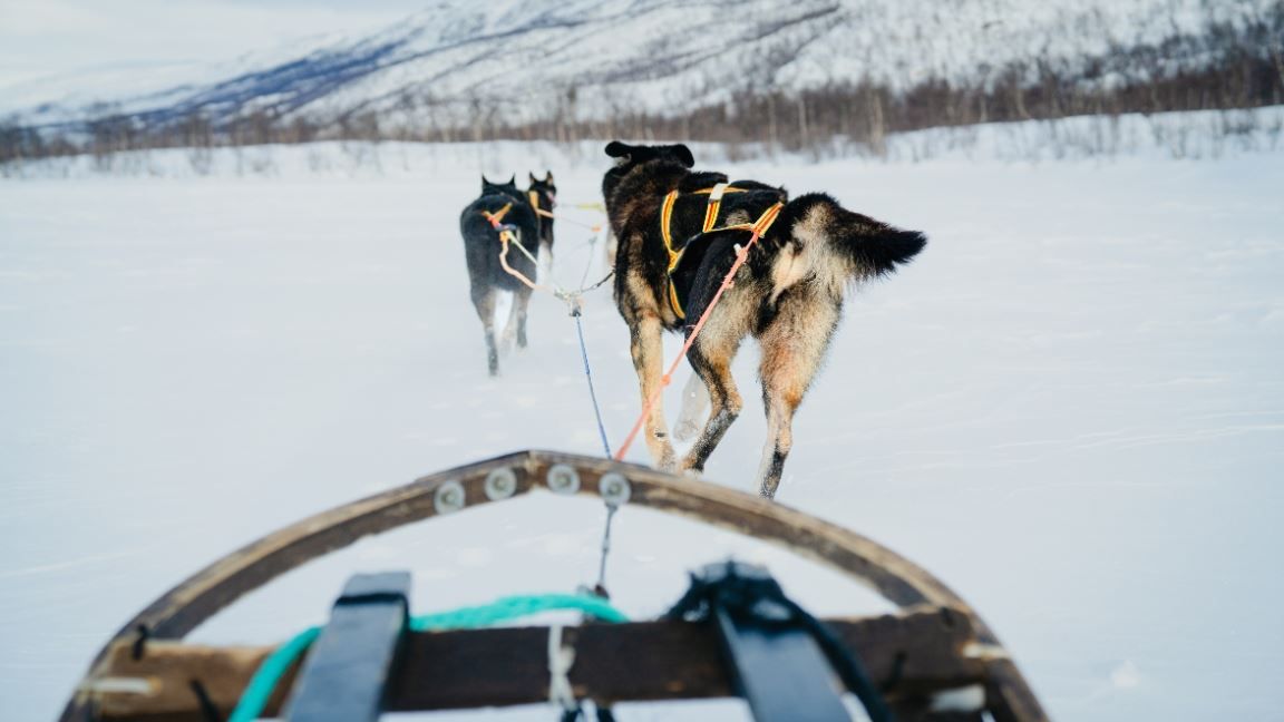 Huskies pulling the sled