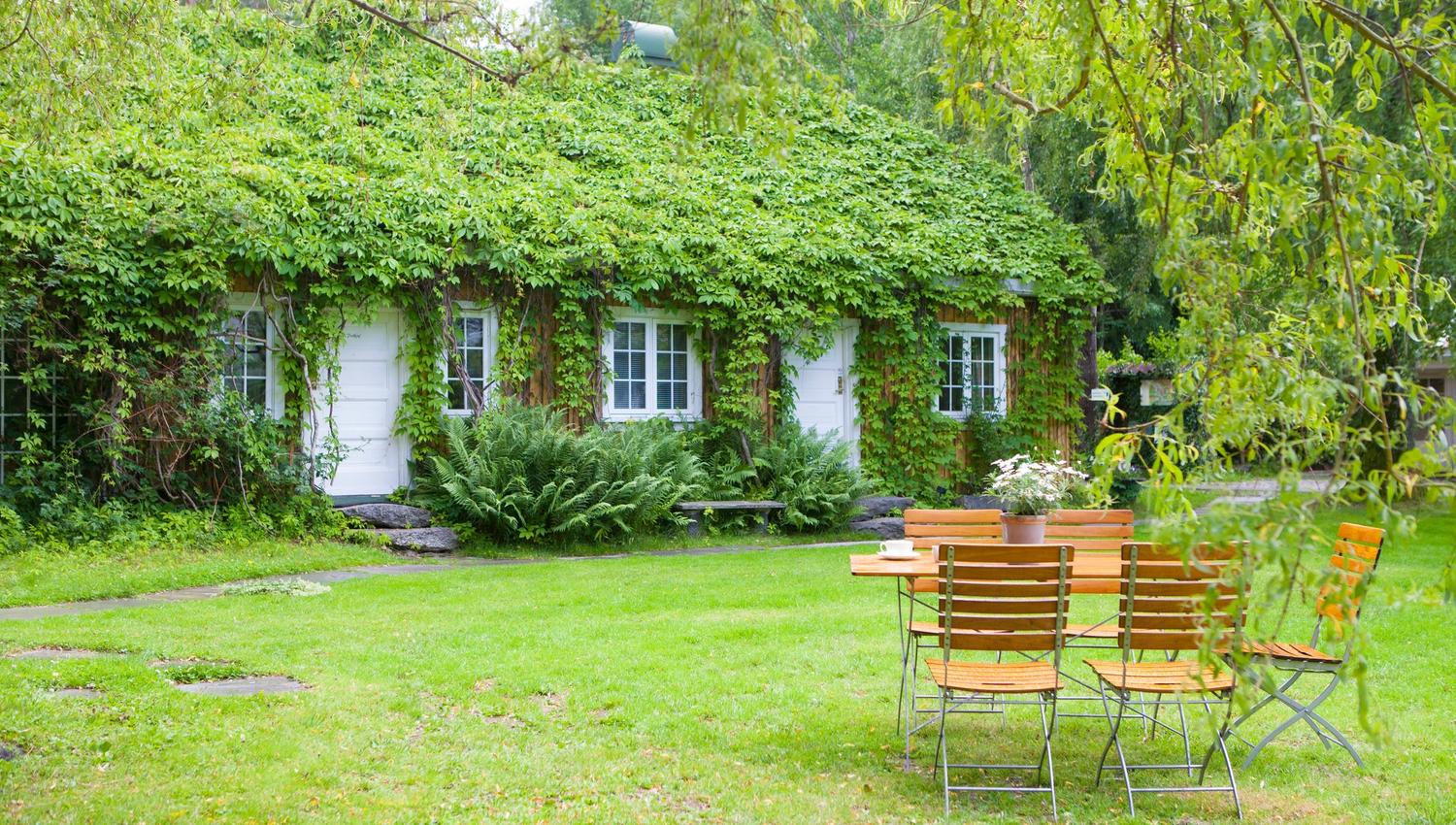 House covered in green plant.