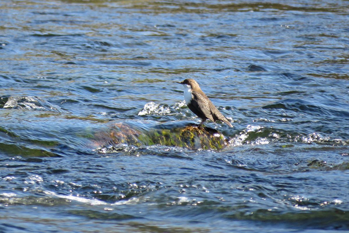 Fossekallen (Cinclus cinclus) er Norges Nasjonalfugl og kan ses ved mange elver og bekker i fjellet, også i Valdres. Den blir værende også over vinteren og samler seg da gjerne ved stryk som forblir åpne. Flya nord for Langestølen er en slik plass.