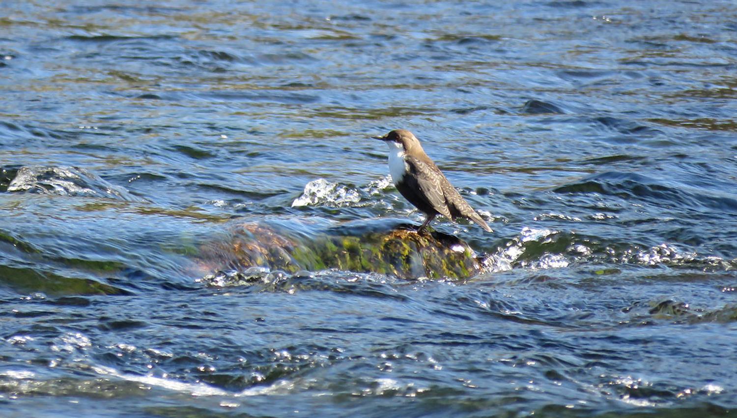Fossekallen (Cinclus cinclus) er Norges Nasjonalfugl og kan ses ved mange elver og bekker i fjellet, også i Valdres. Den blir værende også over vinteren og samler seg da gjerne ved stryk som forblir åpne. Flya nord for Langestølen er en slik plass.