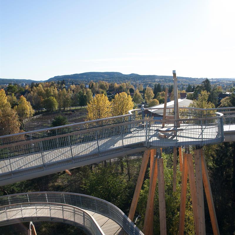 view of the treetops
