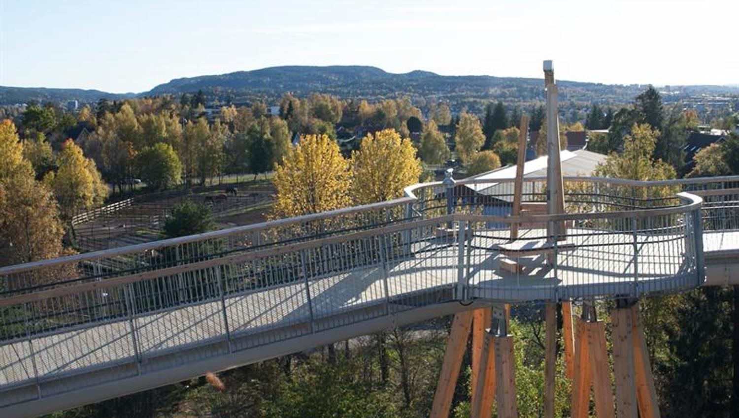view of the treetops
