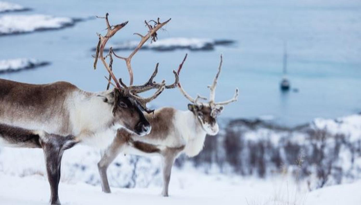 To reinsdyr i vinterlandskapet