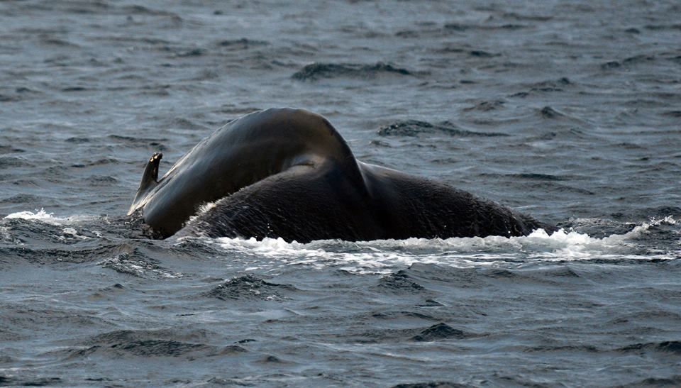 whale