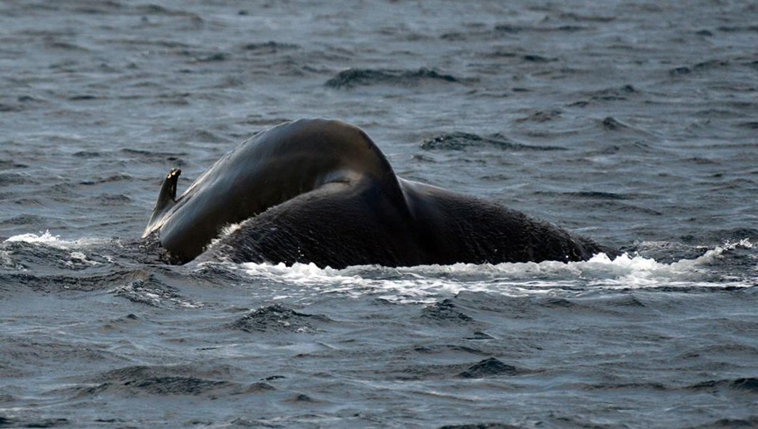 whale