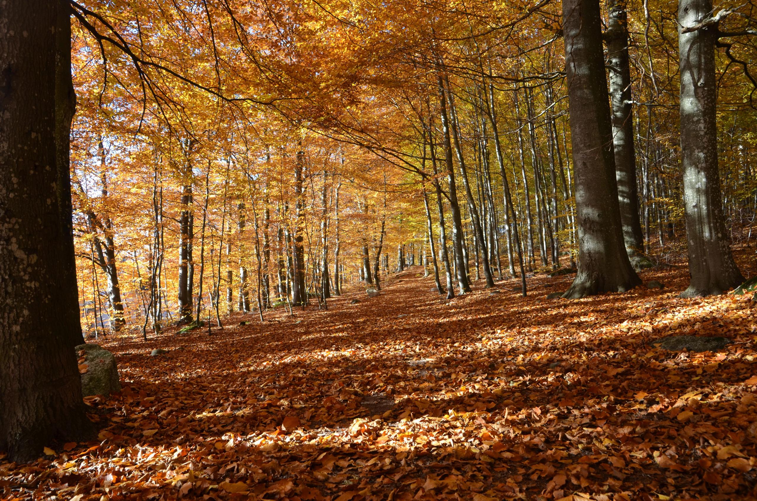 Bøkeskogen om høsten